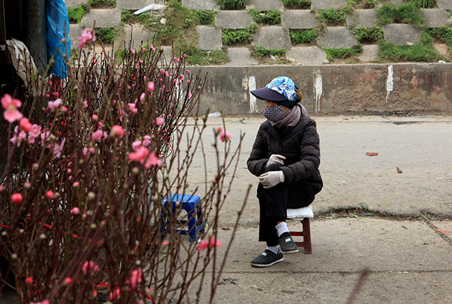 Hà Nội rét đậm, đào Nhật Tân sẽ đắt gấp 3 lần mọi năm?